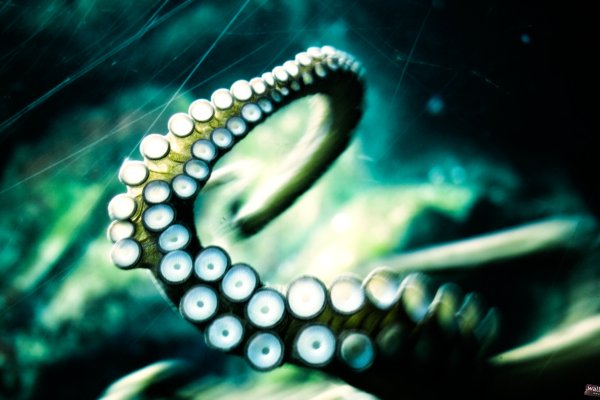 Ссылки зеркала на kraken kraken dark link